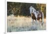 Wild Horse, Steens Mountains-Ken Archer-Framed Premium Photographic Print