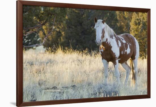 Wild Horse, Steens Mountains-Ken Archer-Framed Premium Photographic Print