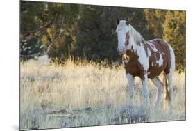 Wild Horse, Steens Mountains-Ken Archer-Mounted Premium Photographic Print