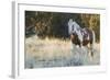 Wild Horse, Steens Mountains-Ken Archer-Framed Photographic Print