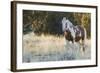 Wild Horse, Steens Mountains-Ken Archer-Framed Photographic Print