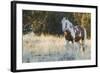 Wild Horse, Steens Mountains-Ken Archer-Framed Photographic Print