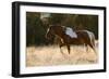 Wild Horse, Steens Mountains-Ken Archer-Framed Photographic Print