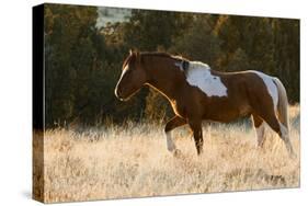 Wild Horse, Steens Mountains-Ken Archer-Stretched Canvas