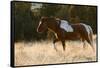 Wild Horse, Steens Mountains-Ken Archer-Framed Stretched Canvas