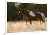 Wild Horse, Steens Mountains-Ken Archer-Framed Photographic Print