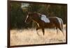 Wild Horse, Steens Mountains-Ken Archer-Framed Photographic Print