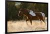 Wild Horse, Steens Mountains-Ken Archer-Framed Photographic Print