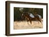 Wild Horse, Steens Mountains-Ken Archer-Framed Photographic Print