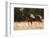 Wild Horse, Steens Mountains-Ken Archer-Framed Photographic Print