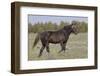 Wild Horse, Steens Mountains-Ken Archer-Framed Photographic Print