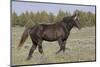 Wild Horse, Steens Mountains-Ken Archer-Mounted Photographic Print