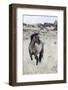 Wild Horse, Steens Mountains-Ken Archer-Framed Photographic Print