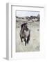 Wild Horse, Steens Mountains-Ken Archer-Framed Photographic Print