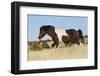 Wild Horse, Steens Mountains-Ken Archer-Framed Photographic Print