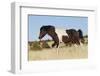 Wild Horse, Steens Mountains-Ken Archer-Framed Photographic Print