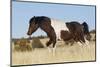 Wild Horse, Steens Mountains-Ken Archer-Mounted Photographic Print