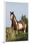 Wild Horse, Steens Mountains-Ken Archer-Framed Photographic Print