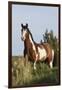 Wild Horse, Steens Mountains-Ken Archer-Framed Photographic Print