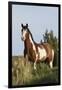 Wild Horse, Steens Mountains-Ken Archer-Framed Photographic Print