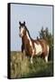 Wild Horse, Steens Mountains-Ken Archer-Framed Stretched Canvas