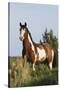 Wild Horse, Steens Mountains-Ken Archer-Stretched Canvas