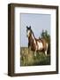 Wild Horse, Steens Mountains-Ken Archer-Framed Photographic Print