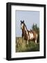 Wild Horse, Steens Mountains-Ken Archer-Framed Photographic Print