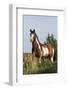 Wild Horse, Steens Mountains-Ken Archer-Framed Photographic Print