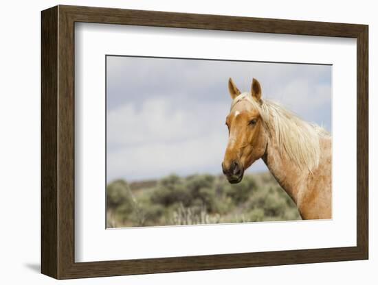 Wild Horse, Steens Mountains-Ken Archer-Framed Photographic Print