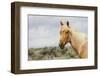 Wild Horse, Steens Mountains-Ken Archer-Framed Photographic Print