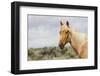 Wild Horse, Steens Mountains-Ken Archer-Framed Photographic Print