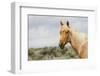 Wild Horse, Steens Mountains-Ken Archer-Framed Photographic Print