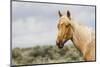 Wild Horse, Steens Mountains-Ken Archer-Mounted Photographic Print