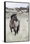 Wild Horse, Steens Mountains-Ken Archer-Framed Stretched Canvas