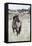 Wild Horse, Steens Mountains-Ken Archer-Framed Stretched Canvas