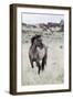 Wild Horse, Steens Mountains-Ken Archer-Framed Photographic Print