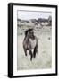 Wild Horse, Steens Mountains-Ken Archer-Framed Photographic Print