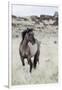 Wild Horse, Steens Mountains-Ken Archer-Framed Photographic Print