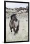 Wild Horse, Steens Mountains-Ken Archer-Framed Photographic Print