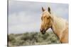 Wild Horse, Steens Mountains-Ken Archer-Stretched Canvas