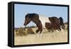 Wild Horse, Steens Mountains-Ken Archer-Framed Stretched Canvas