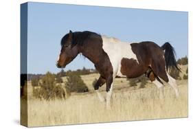 Wild Horse, Steens Mountains-Ken Archer-Stretched Canvas