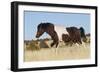 Wild Horse, Steens Mountains-Ken Archer-Framed Photographic Print