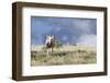 Wild Horse, Steens Mountains-Ken Archer-Framed Photographic Print