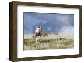 Wild Horse, Steens Mountains-Ken Archer-Framed Photographic Print