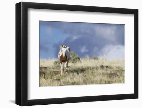 Wild Horse, Steens Mountains-Ken Archer-Framed Photographic Print