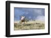 Wild Horse, Steens Mountains-Ken Archer-Framed Photographic Print