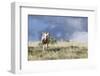 Wild Horse, Steens Mountains-Ken Archer-Framed Photographic Print