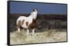 Wild Horse, Steens Mountains-Ken Archer-Framed Stretched Canvas